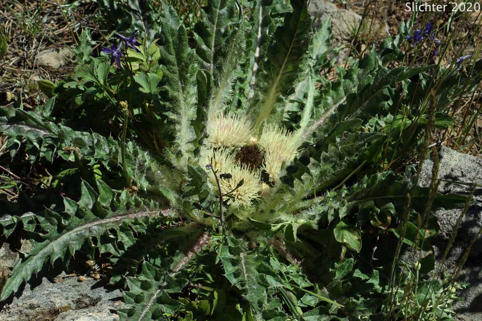 Dinnerplate Thistle, Elk Thistle, Meadow Thistle, Sessile Thistle, Shasta Valley Thistle, Stemless Thistle, Toiyabe Thistle: Cirsium scariosum (Synonyms: Carduus americanus, Carduus coloradensis, Cirsium acaule var. americanum, Cirsium acaulescens, Cirsium americanum, Cirsium butleri, Cirsium coloradense, Cirsium coloradense ssp. acaulescens, Cirsium coloradense ssp. longissimum, Cirsium congdonii, Cirsium drummondii ssp. lanatum, Cirsium drummondii ssp. lanatum, Cirsium drummondii ssp. latisquamum, Cirsium drummondii ssp. vexans, Cirsium drummondii var. acaulescens, Cirsium drummondii var. oregonense, Cirsium erosum, Cirsium hookerianum var. scariosum, Cirsium kelsey, Cirsium lacerum, Cirsium magnificum, Cirsium minganense, Cirsium oreophilum, Cirsium quercetorum, Cirsium scariosum var. americanum, Cirsium scariosum var. robustum, Cirsium scariosum var. scariosum, Cirsium scariosum var. thorneae, Cirsium scariosum var. toiyabense, Cirsium tioganum, Cirsium tioganum var. coloradense, Cirsium tioganum var. tioganum, Cnicus drummondii var. acaulescens, Cnicus tioganus)