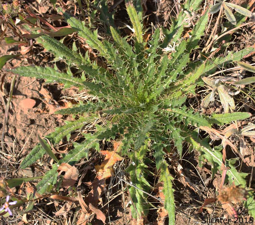 Basal leaves of Dinnerplate Thistle, Elk Thistle, Meadow Thistle, Sessile Thistle, Shasta Valley Thistle, Stemless Thistle, Toiyabe Thistle: Cirsium scariosum (Synonyms: Carduus americanus, Carduus coloradensis, Cirsium acaule var. americanum, Cirsium acaulescens, Cirsium americanum, Cirsium butleri, Cirsium coloradense, Cirsium coloradense ssp. acaulescens, Cirsium coloradense ssp. longissimum, Cirsium congdonii, Cirsium drummondii ssp. lanatum, Cirsium drummondii ssp. lanatum, Cirsium drummondii ssp. latisquamum, Cirsium drummondii ssp. vexans, Cirsium drummondii var. acaulescens, Cirsium drummondii var. oregonense, Cirsium erosum, Cirsium hookerianum var. scariosum, Cirsium kelsey, Cirsium lacerum, Cirsium magnificum, Cirsium minganense, Cirsium oreophilum, Cirsium quercetorum, Cirsium scariosum var. americanum, Cirsium scariosum var. robustum, Cirsium scariosum var. scariosum, Cirsium scariosum var. thorneae, Cirsium scariosum var. toiyabense, Cirsium tioganum, Cirsium tioganum var. coloradense, Cirsium tioganum var. tioganum, Cnicus drummondii var. acaulescens, Cnicus tioganus)
