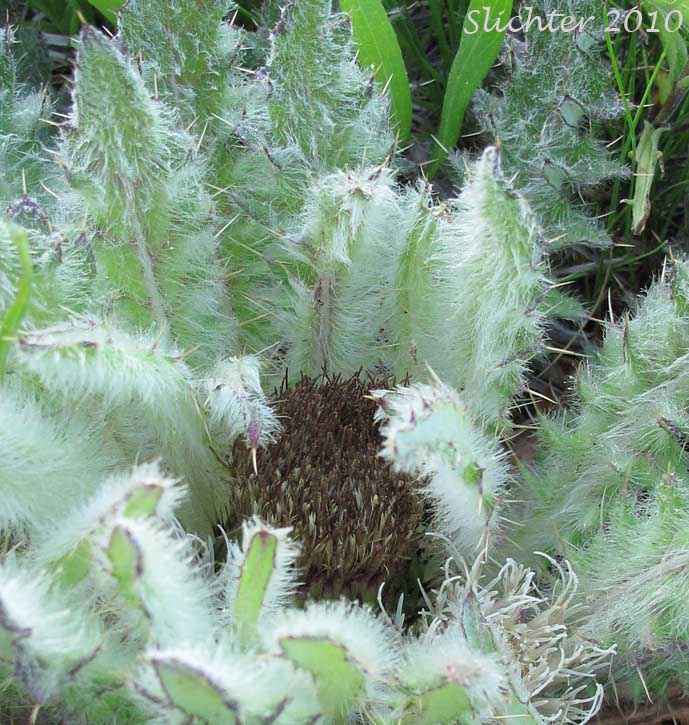 Dinnerplate Thistle, Elk Thistle, Meadow Thistle, Sessile Thistle, Shasta Valley Thistle, Stemless Thistle, Toiyabe Thistle: Cirsium scariosum (Synonyms: Carduus americanus, Carduus coloradensis, Cirsium acaule var. americanum, Cirsium acaulescens, Cirsium americanum, Cirsium butleri, Cirsium coloradense, Cirsium coloradense ssp. acaulescens, Cirsium coloradense ssp. longissimum, Cirsium congdonii, Cirsium drummondii ssp. lanatum, Cirsium drummondii ssp. lanatum, Cirsium drummondii ssp. latisquamum, Cirsium drummondii ssp. vexans, Cirsium drummondii var. acaulescens, Cirsium drummondii var. oregonense, Cirsium erosum, Cirsium hookerianum var. scariosum, Cirsium kelsey, Cirsium lacerum, Cirsium magnificum, Cirsium minganense, Cirsium oreophilum, Cirsium quercetorum, Cirsium scariosum var. americanum, Cirsium scariosum var. robustum, Cirsium scariosum var. scariosum, Cirsium scariosum var. thorneae, Cirsium scariosum var. toiyabense, Cirsium tioganum, Cirsium tioganum var. coloradense, Cirsium tioganum var. tioganum, Cnicus drummondii var. acaulescens, Cnicus tioganus)