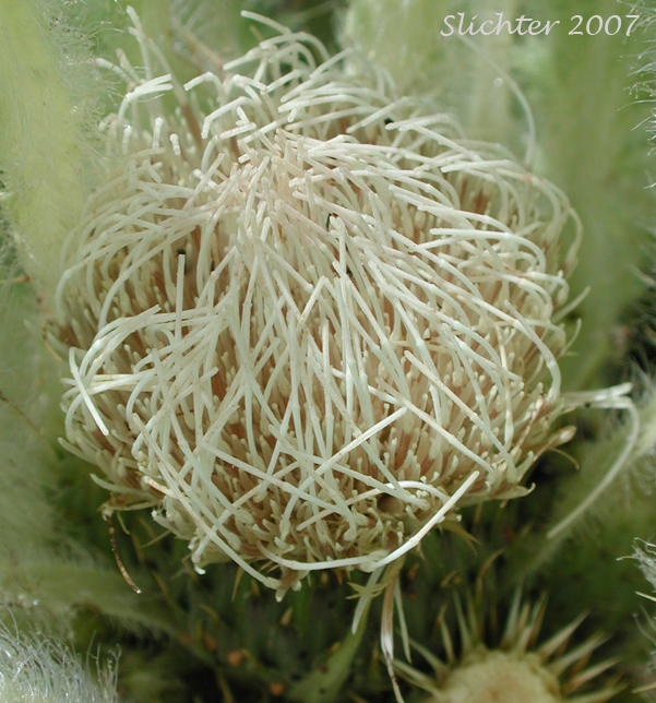 Inflorescence of Dinnerplate Thistle, Elk Thistle, Meadow Thistle, Sessile Thistle, Shasta Valley Thistle, Stemless Thistle, Toiyabe Thistle: Cirsium scariosum (Synonyms: Carduus americanus, Carduus coloradensis, Cirsium acaule var. americanum, Cirsium acaulescens, Cirsium americanum, Cirsium butleri, Cirsium coloradense, Cirsium coloradense ssp. acaulescens, Cirsium coloradense ssp. longissimum, Cirsium congdonii, Cirsium drummondii ssp. lanatum, Cirsium drummondii ssp. lanatum, Cirsium drummondii ssp. latisquamum, Cirsium drummondii ssp. vexans, Cirsium drummondii var. acaulescens, Cirsium drummondii var. oregonense, Cirsium erosum, Cirsium hookerianum var. scariosum, Cirsium kelsey, Cirsium lacerum, Cirsium magnificum, Cirsium minganense, Cirsium oreophilum, Cirsium quercetorum, Cirsium scariosum var. americanum, Cirsium scariosum var. robustum, Cirsium scariosum var. scariosum, Cirsium scariosum var. thorneae, Cirsium scariosum var. toiyabense, Cirsium tioganum, Cirsium tioganum var. coloradense, Cirsium tioganum var. tioganum, Cnicus drummondii var. acaulescens, Cnicus tioganus)