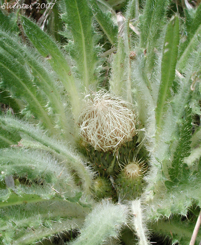 Dinnerplate Thistle, Elk Thistle, Meadow Thistle, Sessile Thistle, Shasta Valley Thistle, Stemless Thistle, Toiyabe Thistle: Cirsium scariosum (Synonyms: Carduus americanus, Carduus coloradensis, Cirsium acaule var. americanum, Cirsium acaulescens, Cirsium americanum, Cirsium butleri, Cirsium coloradense, Cirsium coloradense ssp. acaulescens, Cirsium coloradense ssp. longissimum, Cirsium congdonii, Cirsium drummondii ssp. lanatum, Cirsium drummondii ssp. lanatum, Cirsium drummondii ssp. latisquamum, Cirsium drummondii ssp. vexans, Cirsium drummondii var. acaulescens, Cirsium drummondii var. oregonense, Cirsium erosum, Cirsium hookerianum var. scariosum, Cirsium kelsey, Cirsium lacerum, Cirsium magnificum, Cirsium minganense, Cirsium oreophilum, Cirsium quercetorum, Cirsium scariosum var. americanum, Cirsium scariosum var. robustum, Cirsium scariosum var. scariosum, Cirsium scariosum var. thorneae, Cirsium scariosum var. toiyabense, Cirsium tioganum, Cirsium tioganum var. coloradense, Cirsium tioganum var. tioganum, Cnicus drummondii var. acaulescens, Cnicus tioganus)
