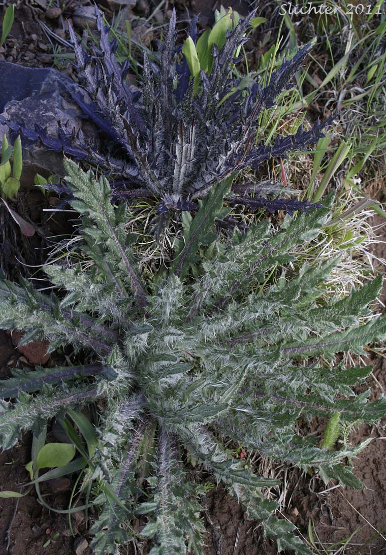 Dinnerplate Thistle, Elk Thistle, Meadow Thistle, Sessile Thistle, Shasta Valley Thistle, Stemless Thistle, Toiyabe Thistle: Cirsium scariosum (Synonyms: Carduus americanus, Carduus coloradensis, Cirsium acaule var. americanum, Cirsium acaulescens, Cirsium americanum, Cirsium butleri, Cirsium coloradense, Cirsium coloradense ssp. acaulescens, Cirsium coloradense ssp. longissimum, Cirsium congdonii, Cirsium drummondii ssp. lanatum, Cirsium drummondii ssp. lanatum, Cirsium drummondii ssp. latisquamum, Cirsium drummondii ssp. vexans, Cirsium drummondii var. acaulescens, Cirsium drummondii var. oregonense, Cirsium erosum, Cirsium hookerianum var. scariosum, Cirsium kelsey, Cirsium lacerum, Cirsium magnificum, Cirsium minganense, Cirsium oreophilum, Cirsium quercetorum, Cirsium scariosum var. americanum, Cirsium scariosum var. robustum, Cirsium scariosum var. scariosum, Cirsium scariosum var. thorneae, Cirsium scariosum var. toiyabense, Cirsium tioganum, Cirsium tioganum var. coloradense, Cirsium tioganum var. tioganum, Cnicus drummondii var. acaulescens, Cnicus tioganus)