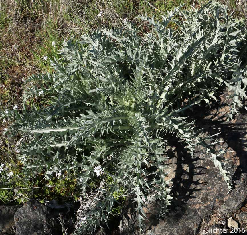 Wavy-leaf Thistle: Cirsium undulatum Synonym: Cirsium undulatum var. undulatum)