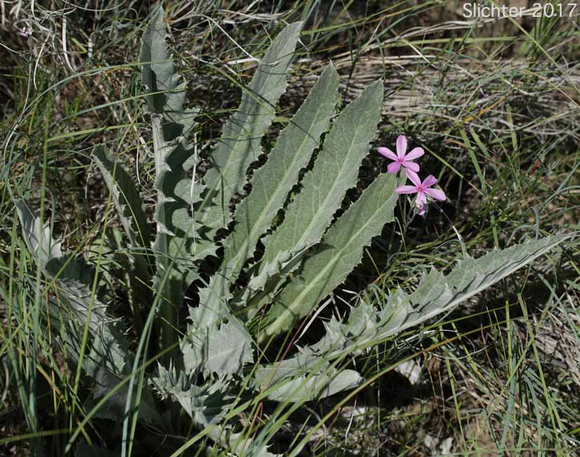 Basal leaves of Wavy-leaf Thistle: Cirsium undulatum Synonym: Cirsium undulatum var. undulatum)