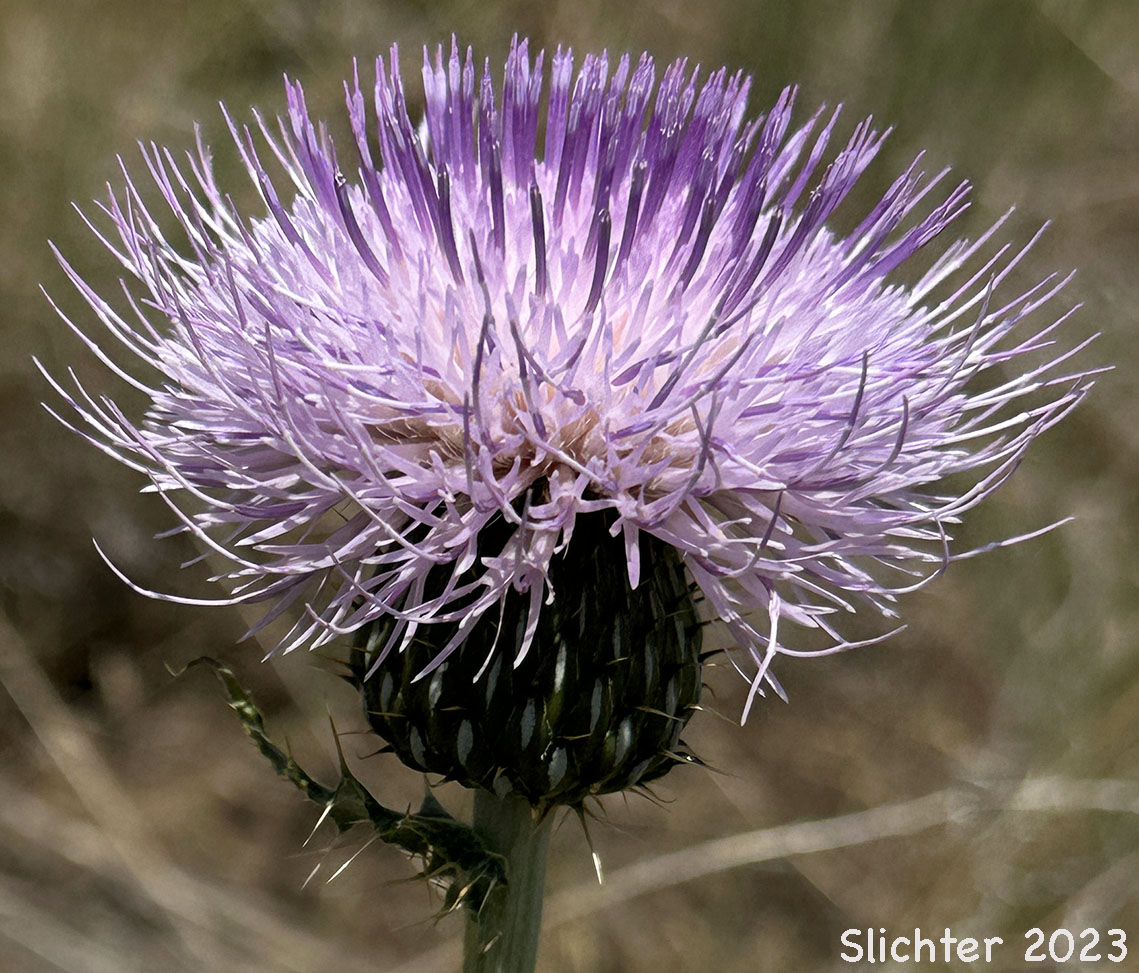 Wavy-leaf Thistle: Cirsium undulatum Synonym: Cirsium undulatum var. undulatum)