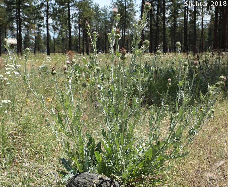Wavy-leaf Thistle: Cirsium undulatum Synonym: Cirsium undulatum var. undulatum)