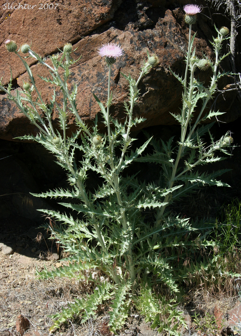 Wavy-leaf Thistle: Cirsium undulatum Synonym: Cirsium undulatum var. undulatum)