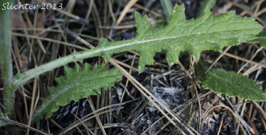 Basal leaves of Unidentified Thistle #2: Cirsium sp.
