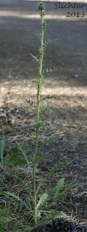 Unidentified Thistle #2: Cirsium sp.