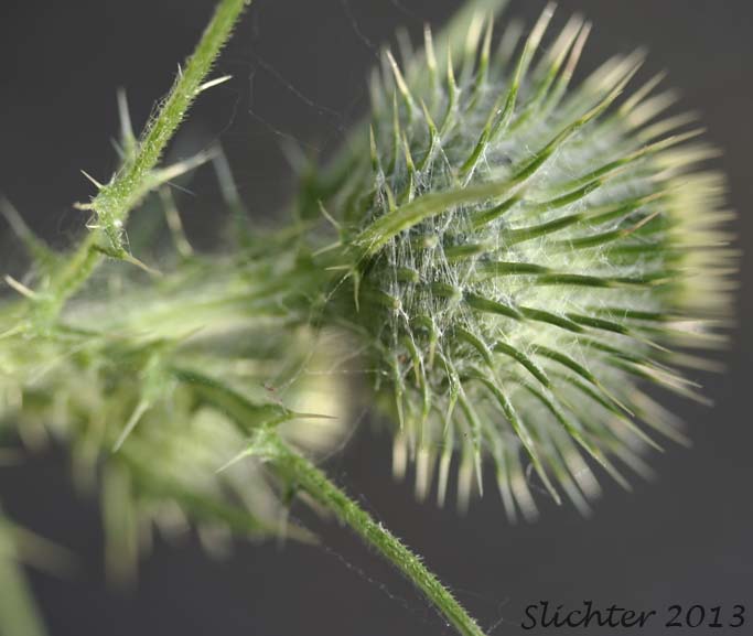 Flower head of Unidentified Thistle #2: Cirsium sp.