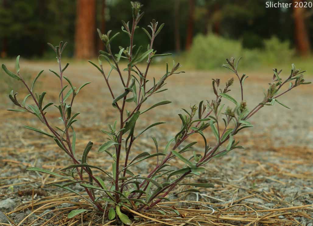 Rayless Shasta Aster: Dieteria canescens var. shastensis (Synonyms: Aster shastensis var. eradiatus, Machaeranthera canescens var. shastensis, Machaeranthera shastensis var. eradiata, Machaeranthera shastensis var. shastensis)