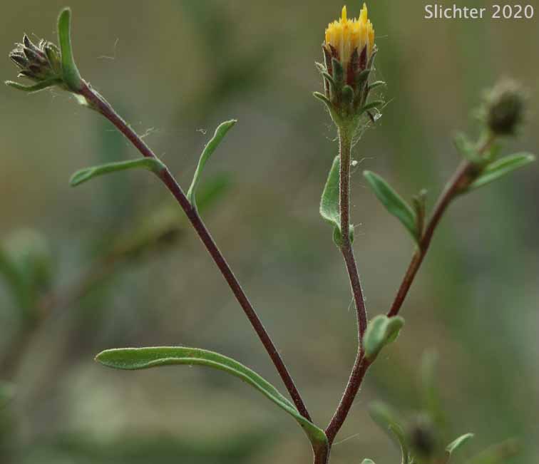 Rayless Shasta Aster: Dieteria canescens var. shastensis (Synonyms: Aster shastensis var. eradiatus, Machaeranthera canescens var. shastensis, Machaeranthera shastensis var. eradiata, Machaeranthera shastensis var. shastensis)