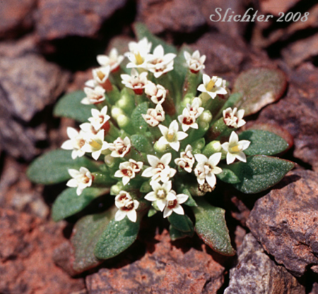 Dimersia, Doublet: Dimeresia howellii