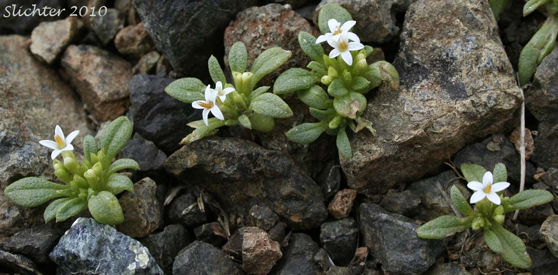 Dimeresia, Doublet: Dimeresia howellii