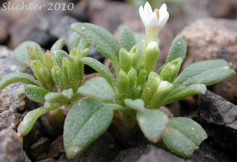 Dimeresia, Doublet: Dimeresia howellii