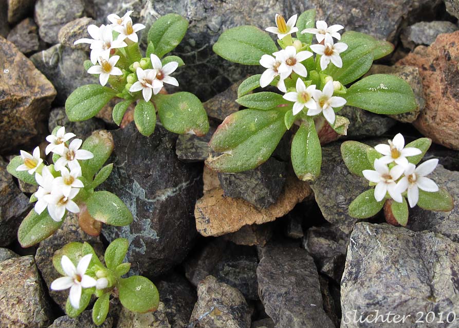 Doublet: Dimeresia howellii