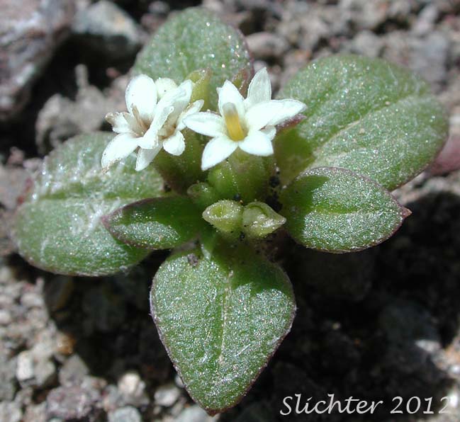 Dimeresia, Doublet: Dimeresia howellii