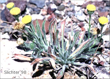 Basin Rayless Daisy, Basin Rayless Fleabane, Rayless Shaggy Erigeron: Erigeron aphanactis var. aphanactis