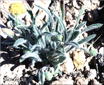 Basin Rayless Daisy, Basin Rayless Fleabane, Rayless Shaggy Erigeron: Erigeron aphanactis var. aphanactis