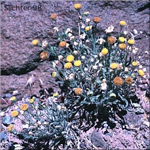 Basin Rayless Daisy, Basin Rayless Fleabane, Rayless Shaggy Erigeron: Erigeron aphanactis var. aphanactis 