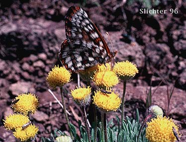 Dwarf Mountain Fleabane, Austin's Fleabane: Erigeron chrysopsidis var. austiniae (Synonyms: Erigeron austiniae, Erigeron chrysopsidis ssp. austiniae) 