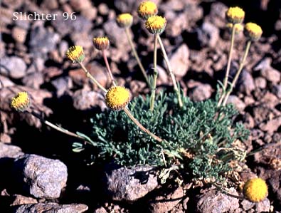 Cutleaf Daisy, Cut-leaved Daisy, Dwarf Mountain Fleabane, Trifid Mountain Fleabane: Erigeron compositus var. glabratus