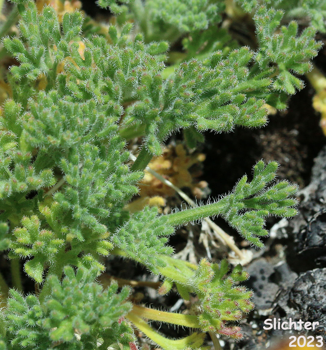 Cutleaf Daisy, Cut-leaved Daisy, Dwarf Mountain Fleabane, Trifid Mountain Fleabane: Erigeron compositus var. glabratus