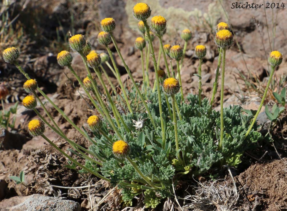 Cutleaf Daisy, Cut-leaved Daisy, Dwarf Mountain Fleabane, Trifid Mountain Fleabane: Erigeron compositus var. glabratus
