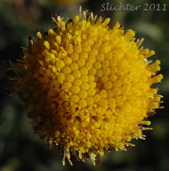 Close-up of a discoid form of a flower head of Cutleaf Daisy, Cut-leaved Daisy, Dwarf Mountain Fleabane, Trifid Mountain Fleabane: Erigeron compositus var. glabratus