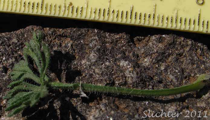 Compound leaf of Cutleaf Daisy, Cut-leaved Daisy, Dwarf Mountain Fleabane, Trifid Mountain Fleabane: Erigeron compositus var. glabratus