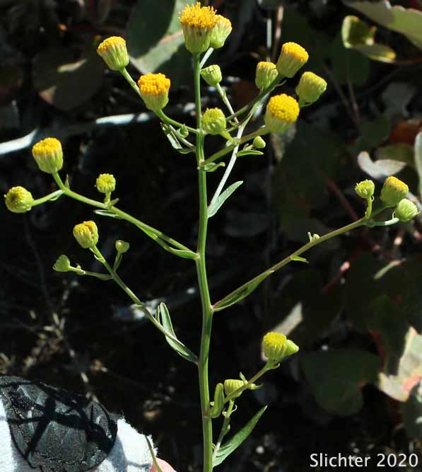 Inflorescence of California Rayless Daisy, Rayless Daisy, Unadorned Fleabane: Erigeron inornatus var. inornatus
