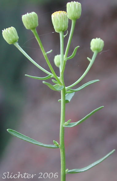 Inflorescence of California Rayless Daisy, Rayless Daisy, Unadorned Fleabane: Erigeron inornatus var. inornatus