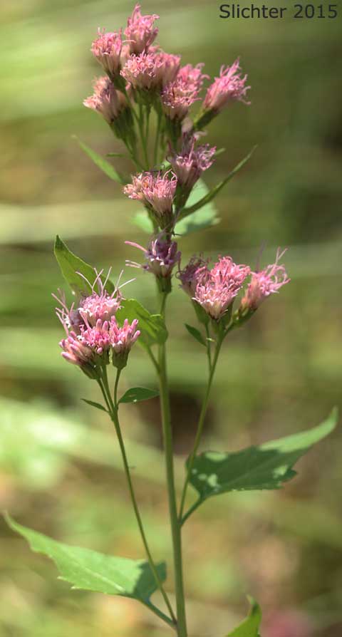 Western Boneset, Western Eupatorium, Western Snakeroot: Ageratina occidentalis (Synonym: Eupatorium occidentale)