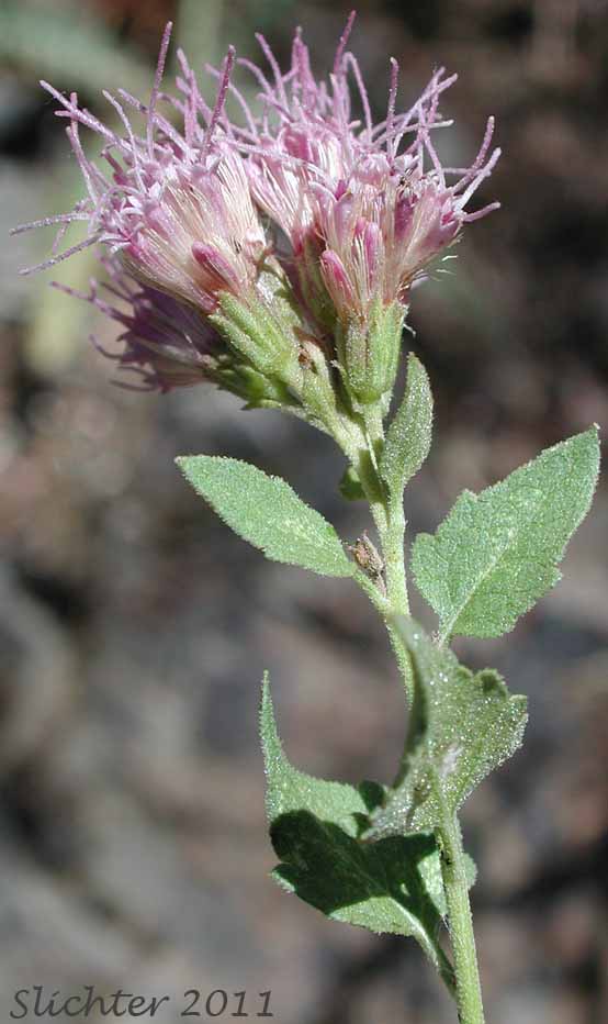Flower heads and upper stem leaves of Western Boneset, Western Eupatorium, Western Snakeroot: Ageratina occidentalis (Synonym: Eupatorium occidentale)