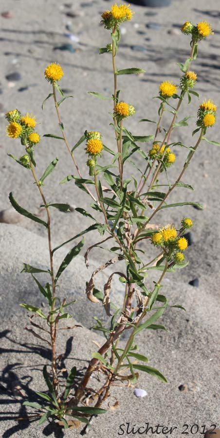Columbia Gumplant, Columbia Gumweed, Columbia River Gumweed: Grindelia nana var. discoidea (Synonyms: Grindelia columbiana, Grindelia columbiana ssp. columbiana, Grindelia hirsutula (in Washington), Grindelia nana ssp. columbiana)