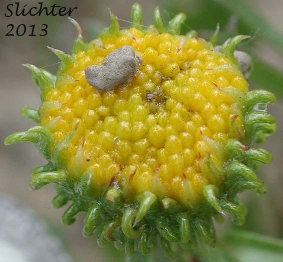 Flower head of Columbia Gumplant, Columbia Gumweed, Columbia River Gumweed: Grindelia nana var. discoidea (Synonyms: Grindelia columbiana, Grindelia columbiana ssp. columbiana, Grindelia hirsutula (in Washington), Grindelia nana ssp. columbiana)