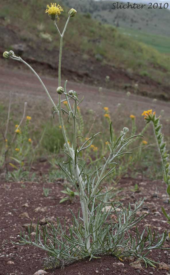 Columbia Cutleaf, Fineleaf Hymenopappus, Low-tufted hymenopappus: Hymenopappus filifolius var. filifolius (Synonym: Hymenopapus gloriosus)