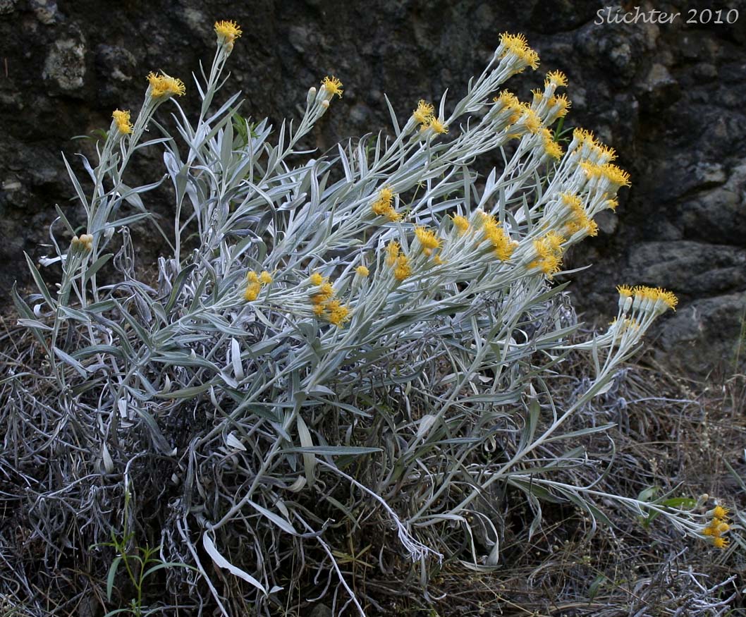 Colonial Luina, Creeping Silverback: Luina serpentina