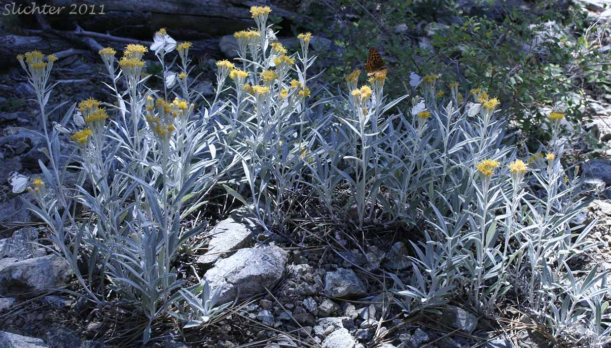 Colonial Luina, Creeping Silverback: Luina serpentina