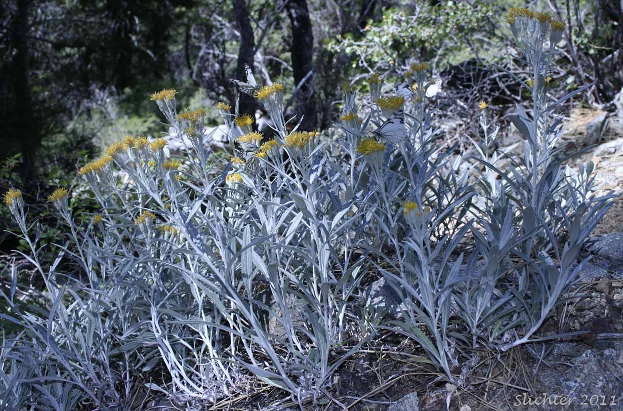Colonial Luina, Creeping Silverback: Luina serpentina