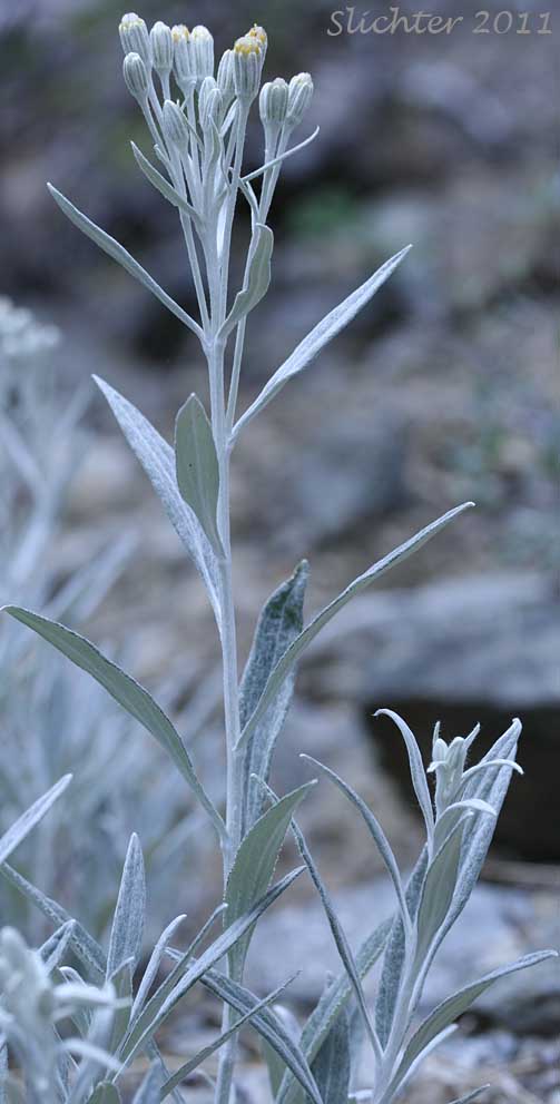Colonial Luina, Creeping Silverback: Luina serpentina