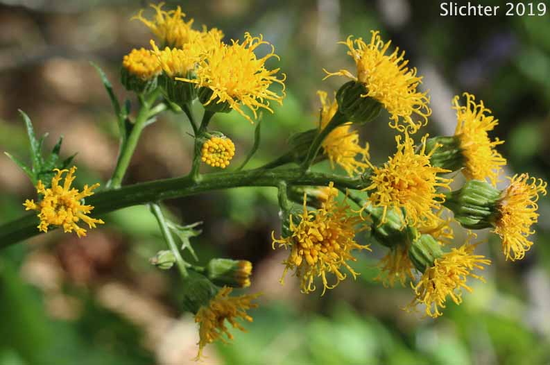 Inflorescence of Silvercrown, Silver Crown Luina: Cacaliopsis nardosmia (Synonyms: Cacalia nardosmia, Cacaliopsis nardosmia ssp. glabrata, Luina nardosmia var. glabrata, Luina nardosmia)
