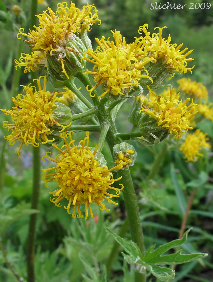 Inflorescence of Silvercrown, Silver Crown Luina: Cacaliopsis nardosmia (Synonyms: Cacalia nardosmia, Cacaliopsis nardosmia ssp. glabrata, Luina nardosmia var. glabrata, Luina nardosmia)