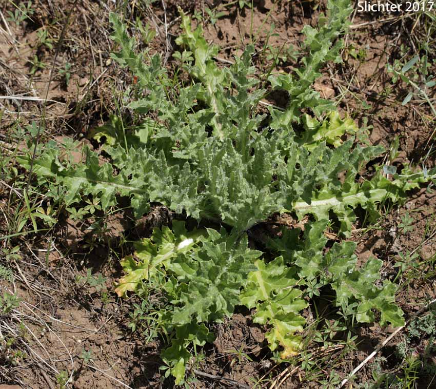 Basal leaves of Cottonthistle, Cotton Thistle, Scotch Cottonthistle, Scotch Thistle, Scots Thistle: Onopordum acanthium (Synonym: Onopordum acanthium ssp. acanthium)