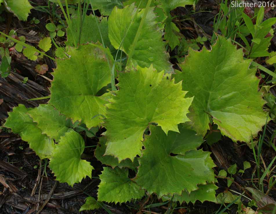 Arrowleaf Coltsfoot, Arrowhead Coltsfoot: Petasites frigidus var. sagittatus (Synonym: Petasites sagittatus)