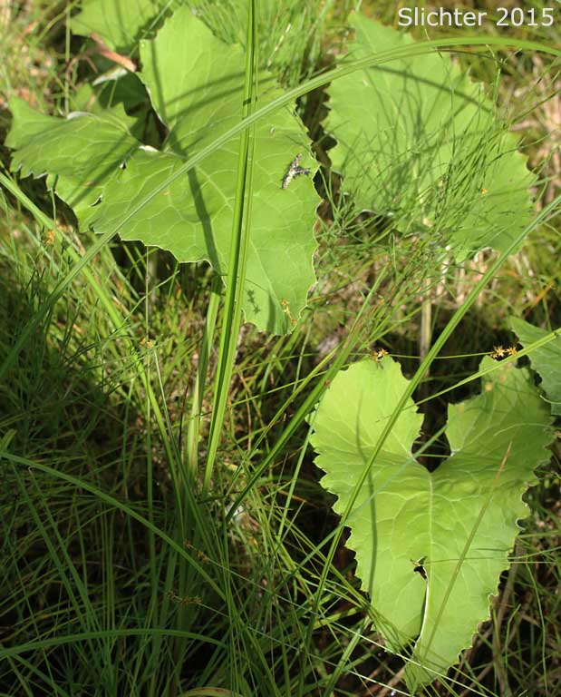 Arrowleaf Coltsfoot, Arrowhead Coltsfoot: Petasites frigidus var. sagittatus (Synonym: Petasites sagittatus)