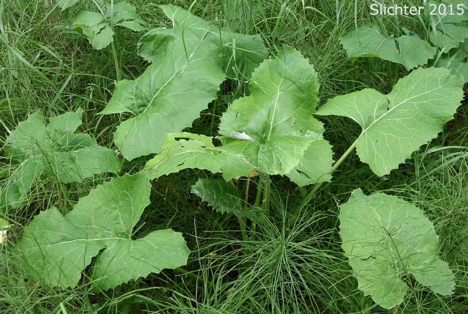 Arrowleaf Coltsfoot, Arrowhead Coltsfoot: Petasites frigidus var. sagittatus (Synonym: Petasites sagittatus)