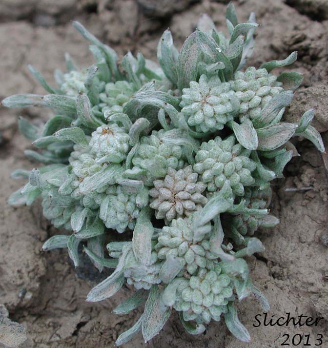 Dwarf Woollyheads, Short Woollyheads: Psilocarphus brevissimus var. brevissimus (Synonym: Psilocarphus globiferus)