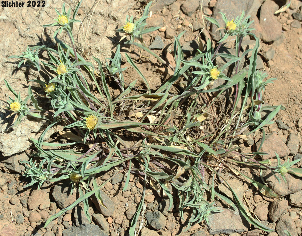 Narrowhead Goldenweed: Pyrrocoma carthamoides var. cusickii (Synonyms: Haplopappus carthamoides ssp. cusickii, Haplopappus carthamoides var. cusickii)