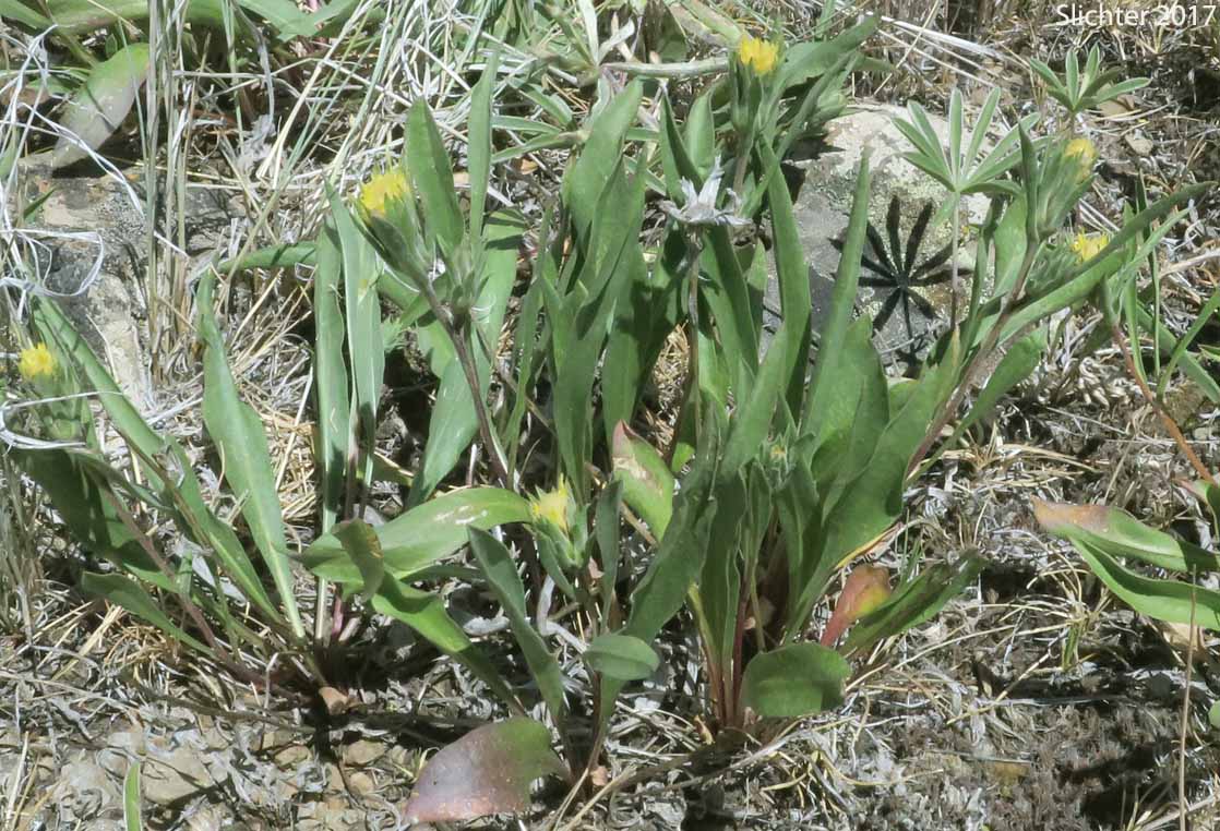 Narrowhead Goldenweed: Pyrrocoma carthamoides var. cusickii (Synonyms: Haplopappus carthamoides ssp. cusickii, Haplopappus carthamoides var. cusickii)